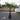 Eagle Palms 'Trachycarpus Fortunei' (140cm)