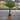 Eagle Palms 'Trachycarpus Fortunei' (100cm)