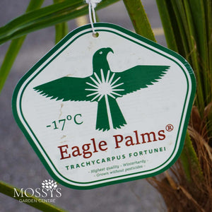 Eagle Palms 'Trachycarpus Fortunei' (140cm)