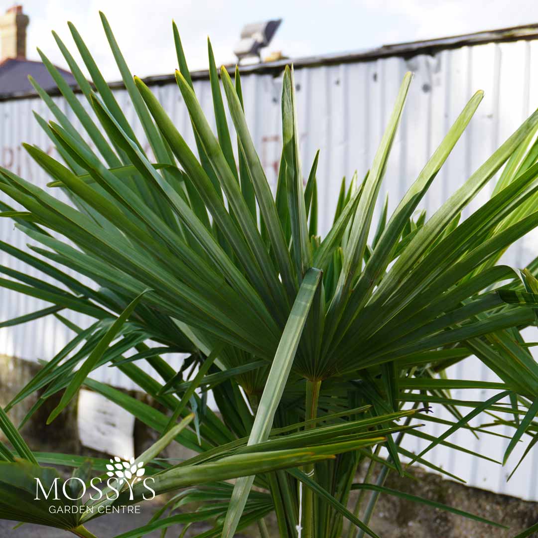 eagle palm plant Eagle Palms 'Trachycarpus Fortunei' (140cm) – Mossys Garden Centre