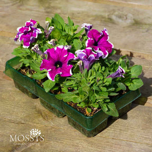 Trailing Petunia 6 Pack