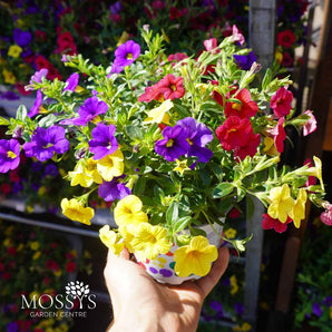 'Million Bells' / Trio-bells Calibrachoa 'Mixed' (12cm Pot)