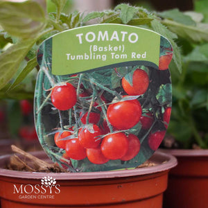 Tomato 'Tumbling Tom' Red (9cm Pot)