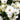 White osteospermum flowers