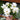 White osteospermum 10.5cm