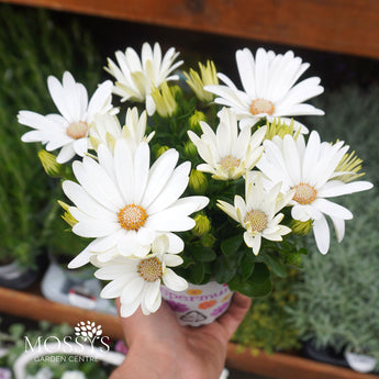 White osteospermum 10.5cm