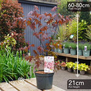 Japanese Maple Acers (60-80cm)