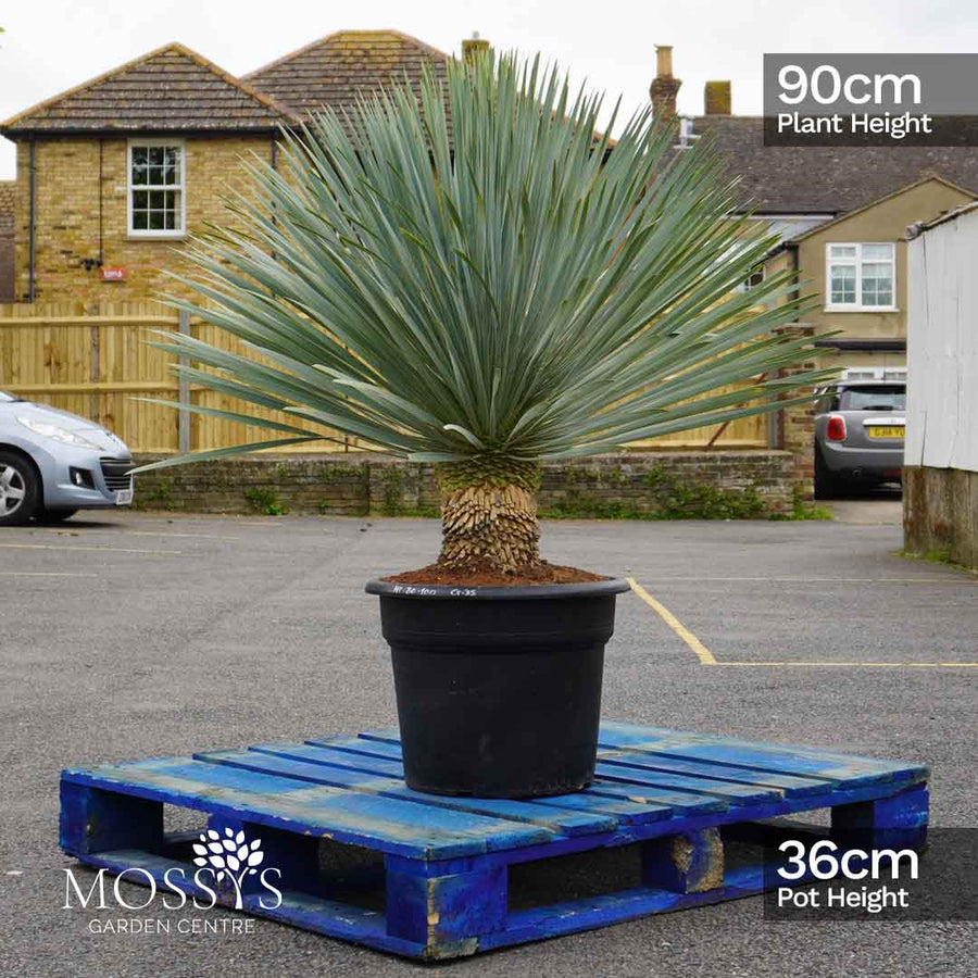 Yucca rostrata blue swan with sizes