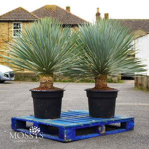 yucca rostrata two on a pallet