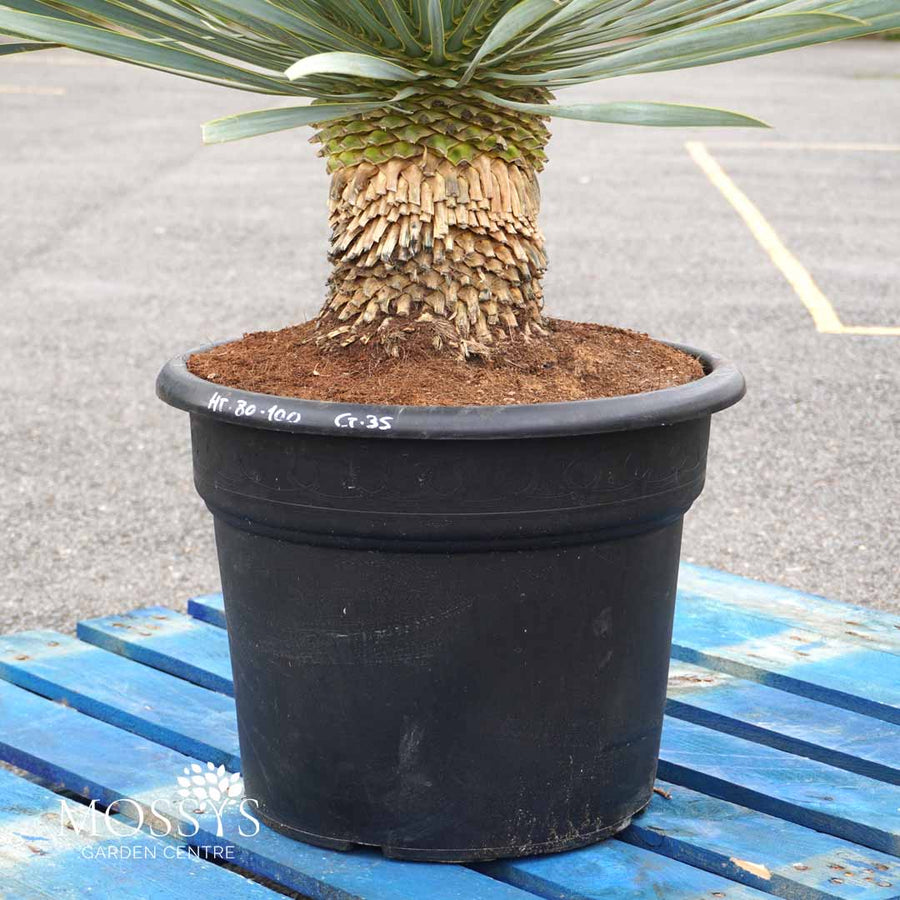 yucca rostrata pot