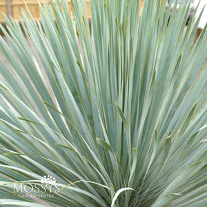 Yucca rostrata pine needles