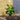 Zantedeschia 'Aethiopica' Lilly (75cm)