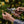 Load image into Gallery viewer, Kent &amp; Stowe Ever Sharp All Purpose Secateurs
