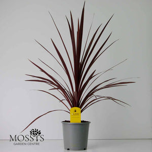 Red Cordyline 'Cabbage Palm' 40cm