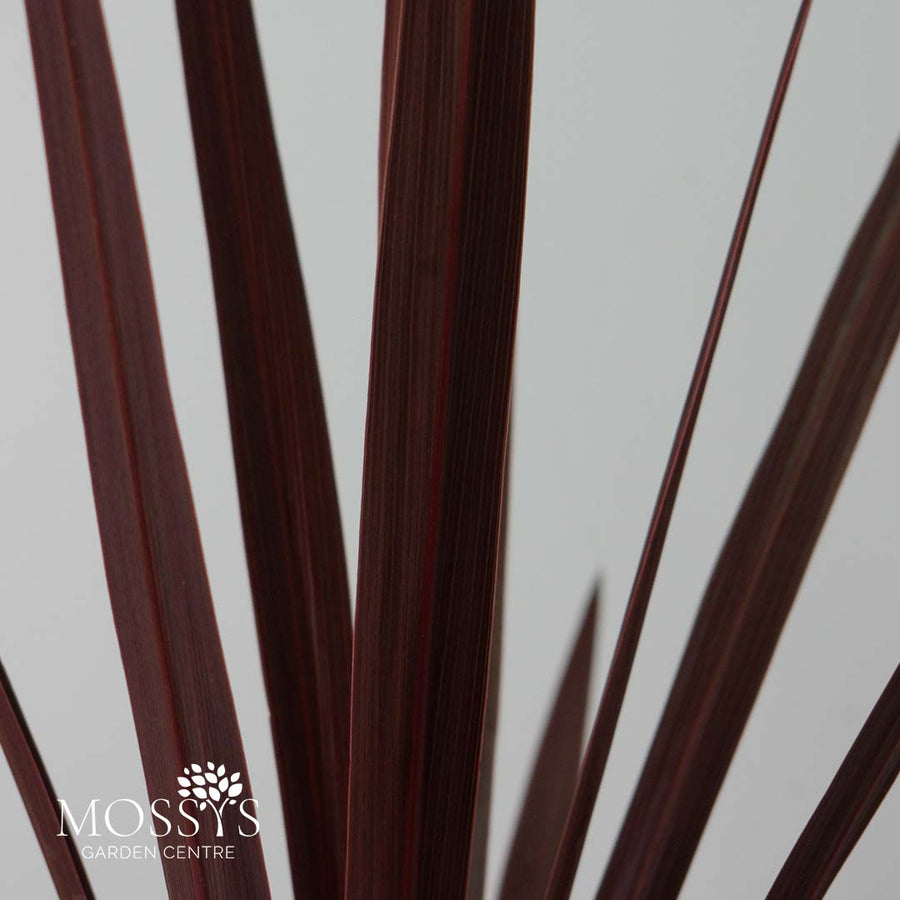 Red Cordyline 'Cabbage Palm' 40cm