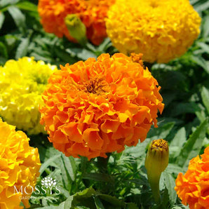 African Marigold 6 Pack