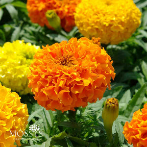 African Marigold 6 Pack
