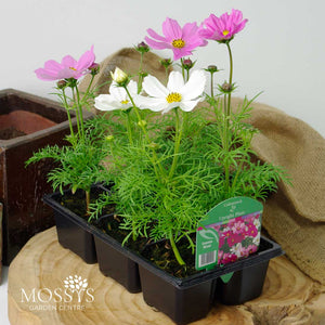 Pink Bedding Cosmos 6 Pack