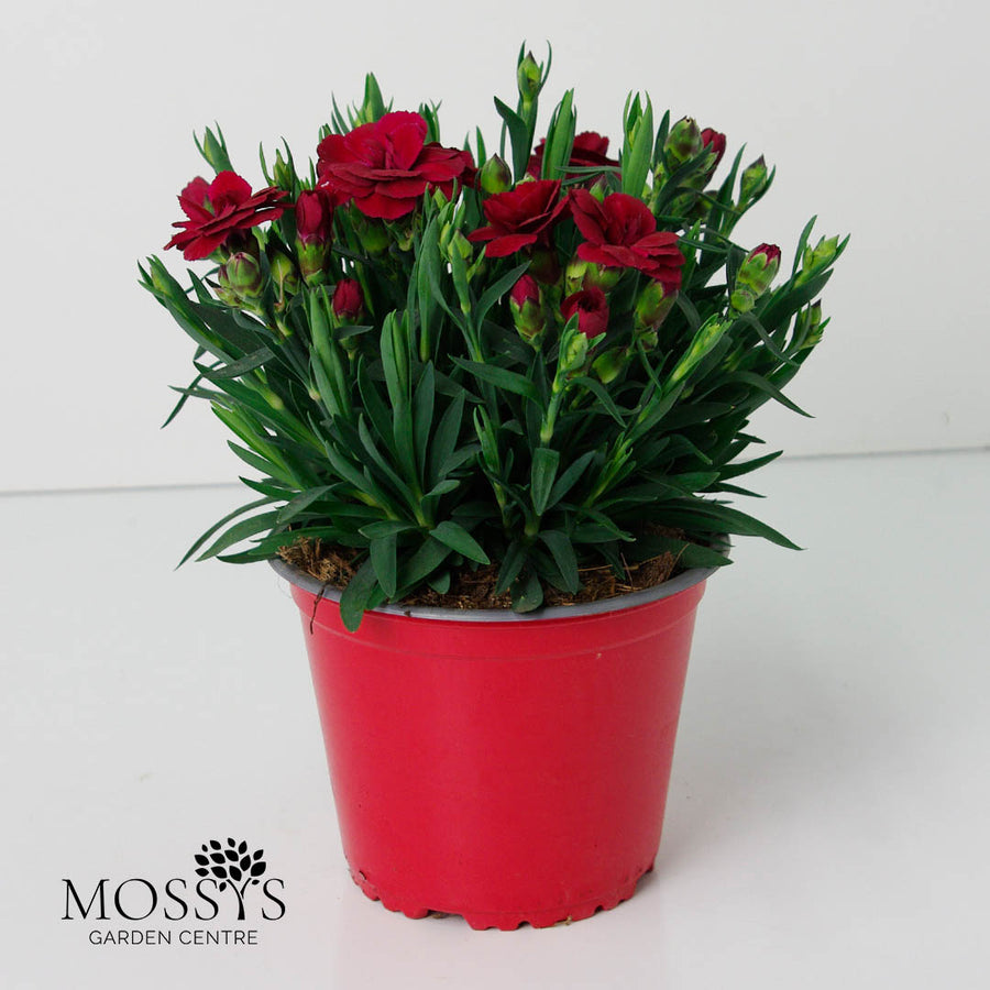 Dianthus Plants 20cm