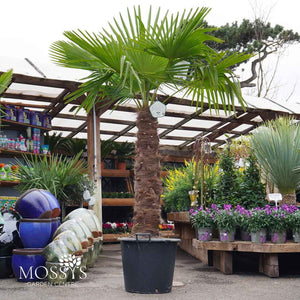 Eagle Palms 'Trachycarpus Fortunei' (110cm - 190cm)