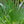 Load image into Gallery viewer, Eagle Palms &#39;Trachycarpus Fortunei&#39; (110cm - 190cm)
