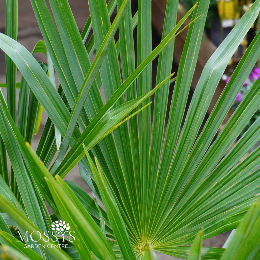 Eagle Palms 'Trachycarpus Fortunei' (110cm - 190cm)