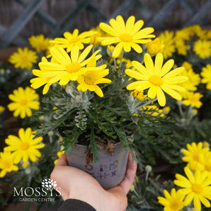 Euryops 'Pectinatus' (12cm)