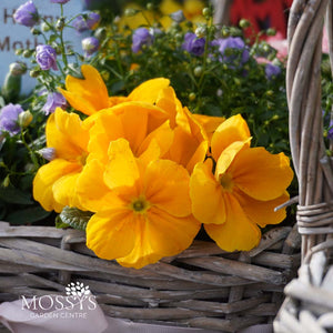 Mothers Day Planted Wicker Basket