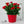 Load image into Gallery viewer, Dianthus Plants 20cm
