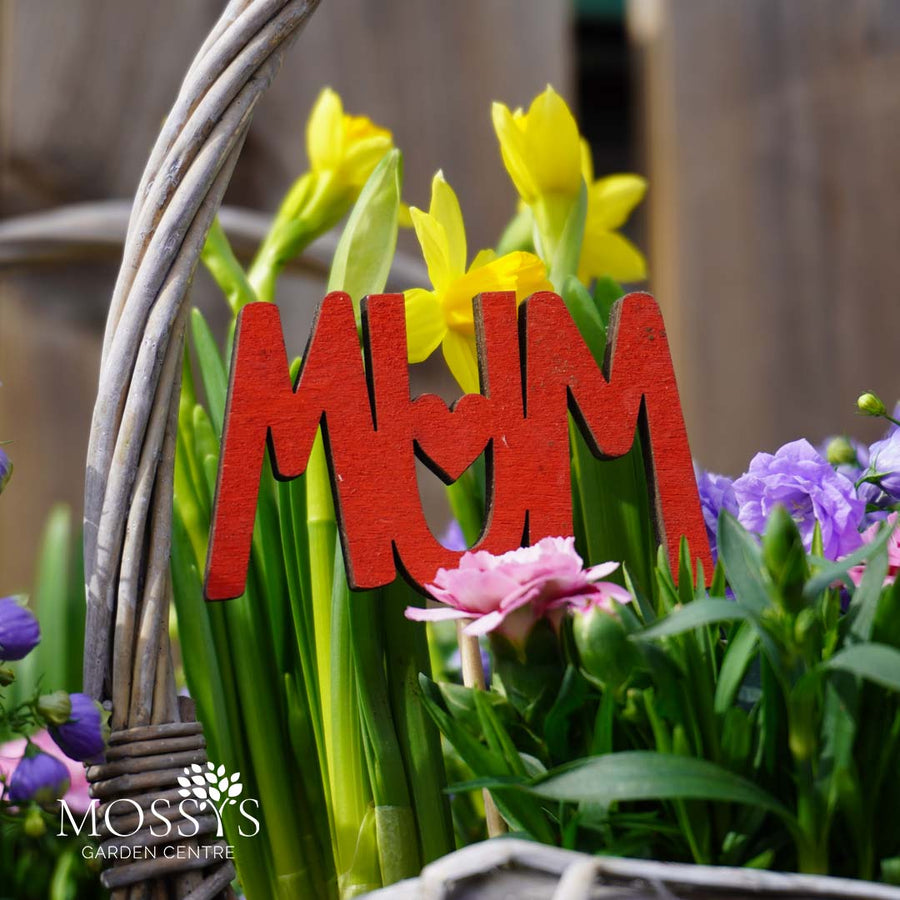Mothers Day Planted Wicker Hamper