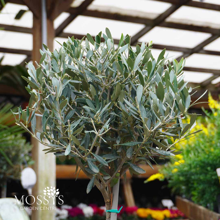 Standard Olive Trees (85cm)