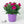 Load image into Gallery viewer, Dianthus Plants 20cm
