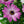 Load image into Gallery viewer, Osteospermum &#39;African Daisy&#39; (15cm)
