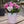 Load image into Gallery viewer, Mothers Day Planted Azalea Pot
