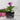Trailing Bacopa 'White' 6 Pack (Trailing Pack Multi-Buy Mix & Match)