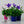 Load image into Gallery viewer, Platycodon &#39;Ballon Flower&#39; (15cm)
