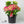 Load image into Gallery viewer, Hydrangea &#39;Macrophylla&#39; (35cm)
