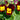 Ruby & Gold Viola | 6 Pack