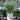 Rosemary Officianalis 25cm hand held