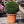 Load image into Gallery viewer, Taxus Baccata &#39;English Yew&#39; (30cm - 85cm)
