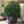 Load image into Gallery viewer, XL Ball Taxus Baccata &#39;English Yew&#39; (85cm)
