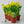 Load image into Gallery viewer, &#39;Tete A Tete&#39; Dawrf Daffodil (10cm)
