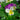 Viola 'White With Pink Wing' 6 Pack