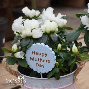 Mothers Day Planted Azalea Pot