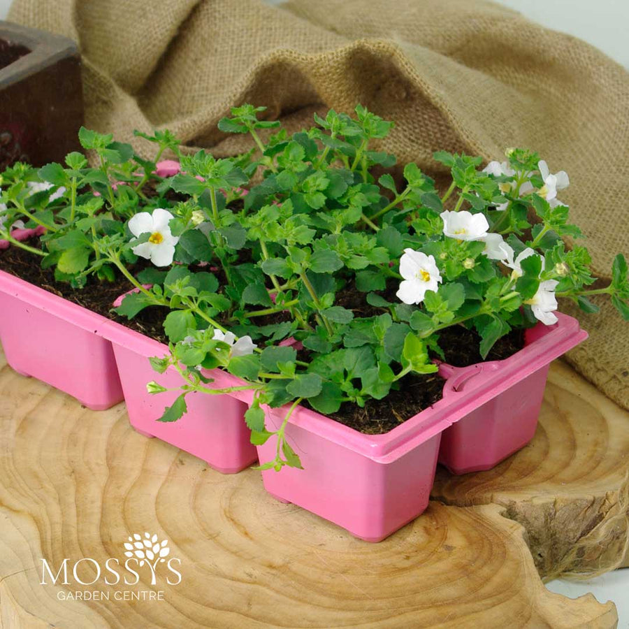 Bacopa 'White' 6 Pack