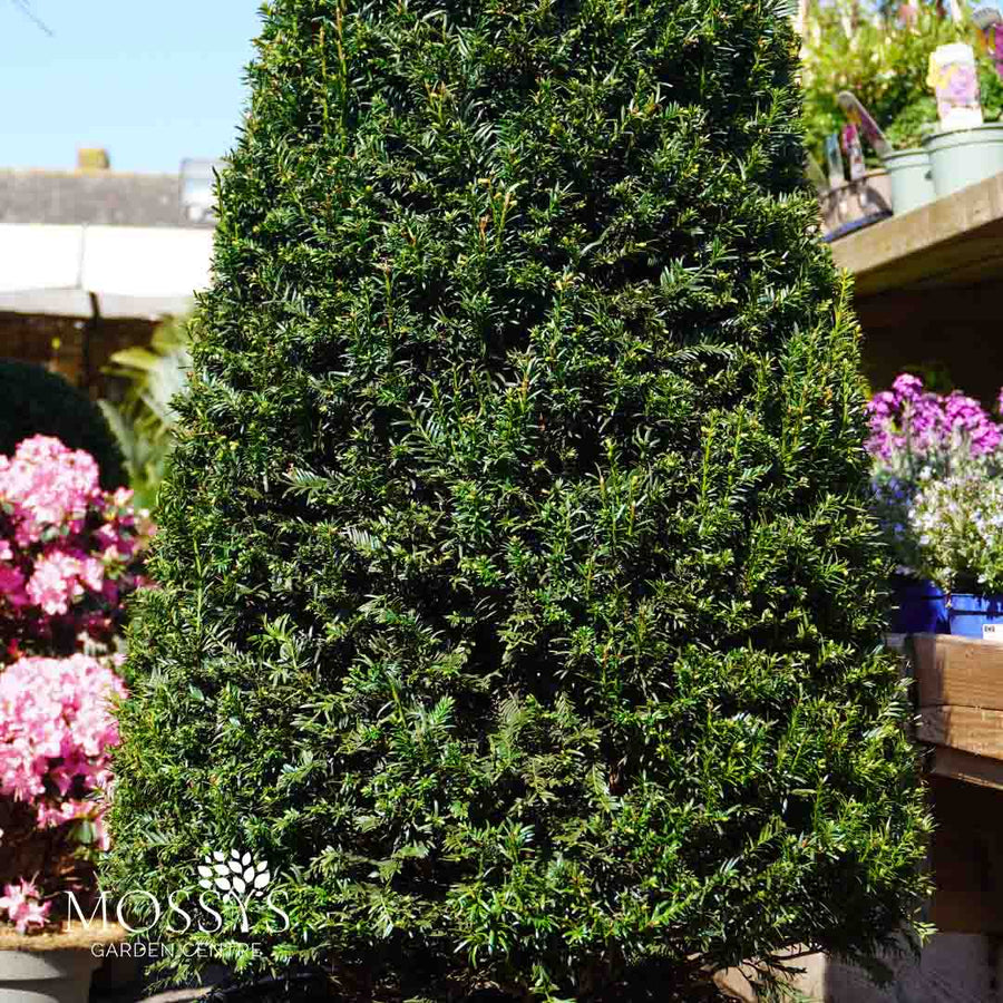 XL Cone Taxus Baccata 'English Yew' (180cm)