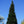 Load image into Gallery viewer, XL Cone Taxus Baccata &#39;English Yew&#39; (180cm)
