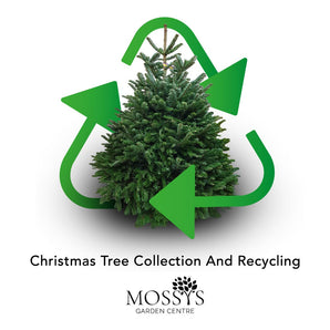 Christmas Tree Collection January 2027